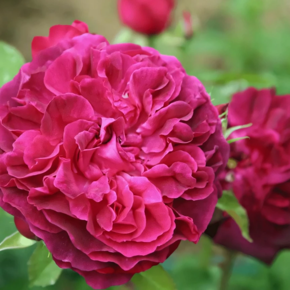  Роза английская Манстед Вуд