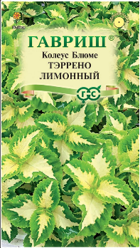  Колеус Тэррено лимонный 4шт цв Гавриш