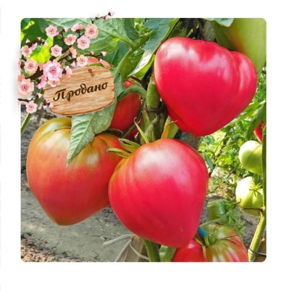 Томат Абаканский розовый 0,1г Россельхозцентр