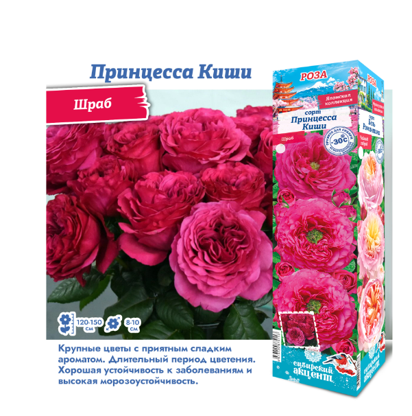  Роза японская Принцесса Киши