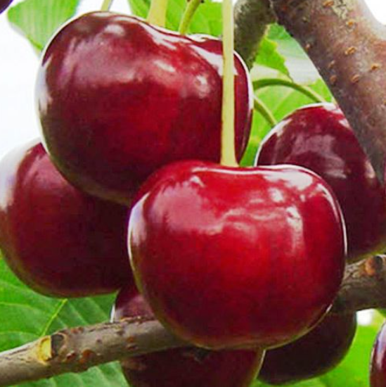  Саженцы Вишня Эффектная (Дюк)