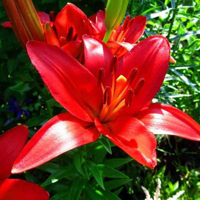  Лилия азиатская Детройт 14-16/К 2шт