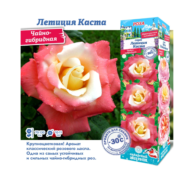 Роза чайно-гибридная Летиция Каста