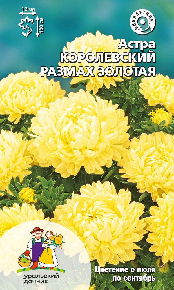  Астра Королевский размах золотая цв Урал.Дачник