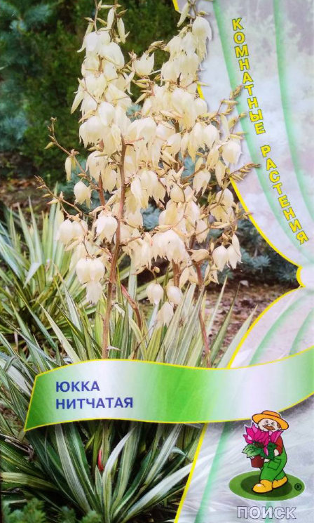  Юкка нитчатая 3шт цв Поиск
