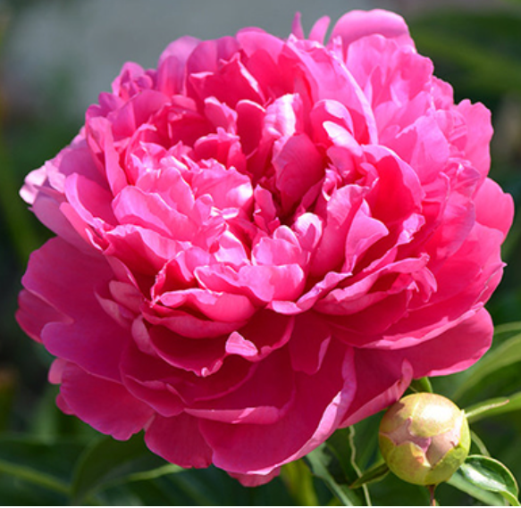  Пион молочноцветковый Бушела