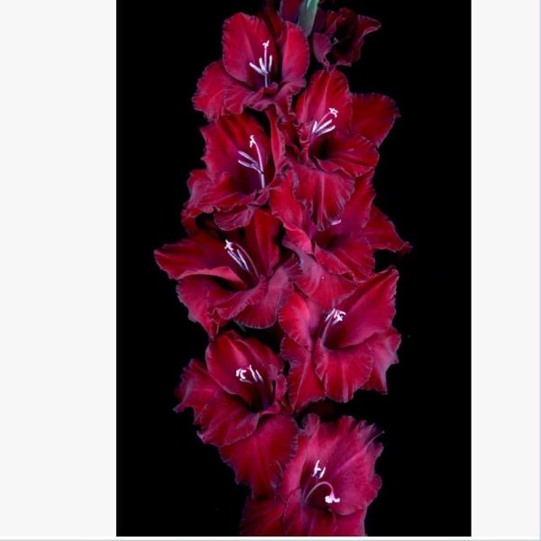  Гладиолус Марокканец 7шт