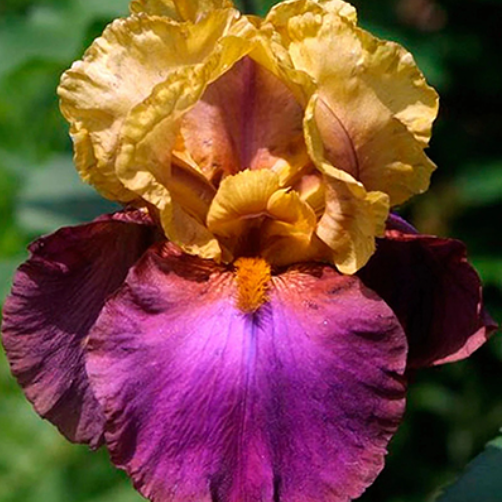  Ирис бородатый Гала Мадрид/К