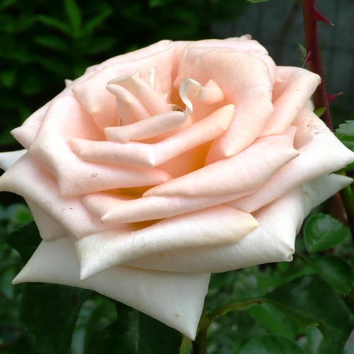  Роза чайно-гибридная Омаж а Барбара