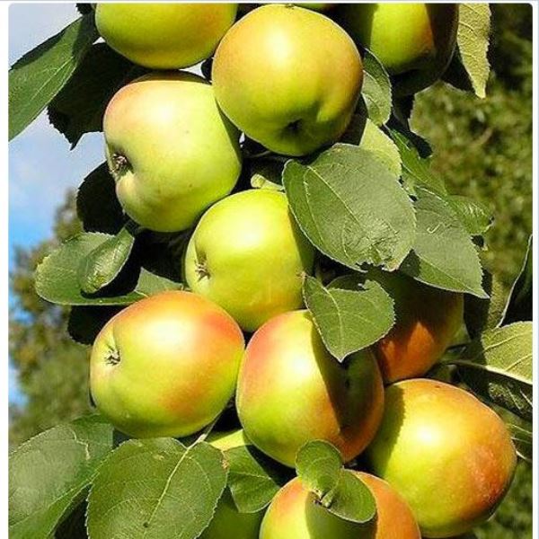  Саженцы Яблоня колонновидная Каскад 