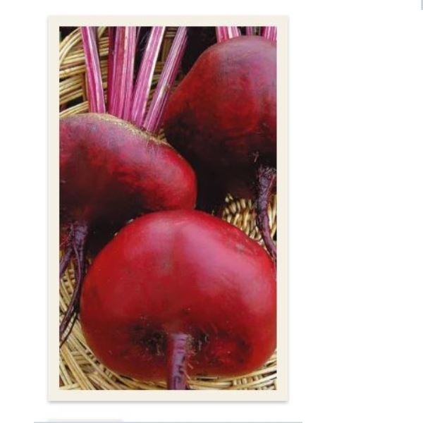  Свекла сибирская Плоская цв Урал. Дачник 