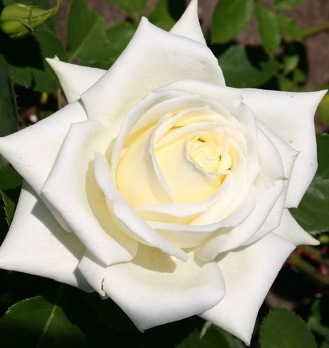  Роза чайно-гибридная Полярная звезда