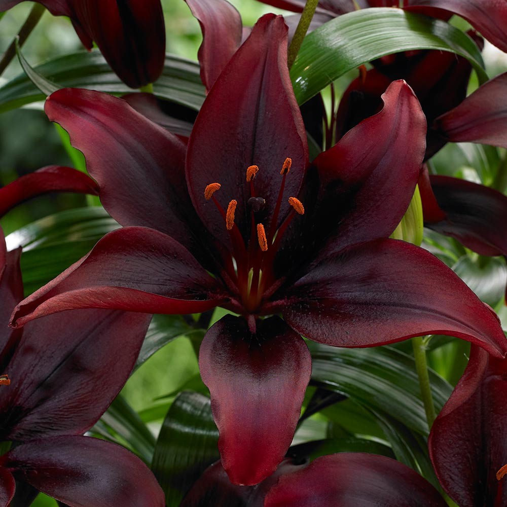  Лилия азиатская Мапира 12-14/К 3шт