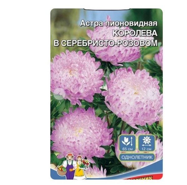  Астра Королева гигантов в серебрист-розовом пионовидная цв Урал.Дачник