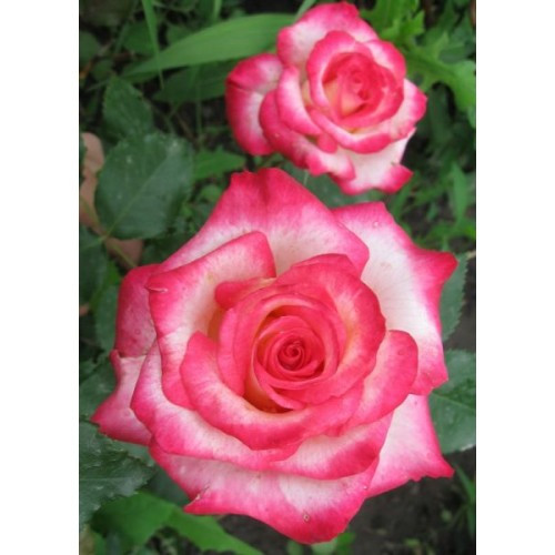  Роза чайно-гибридная Полярная звезда