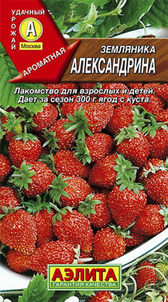  Земляника ремонтантная Александрина цв Аэлита
