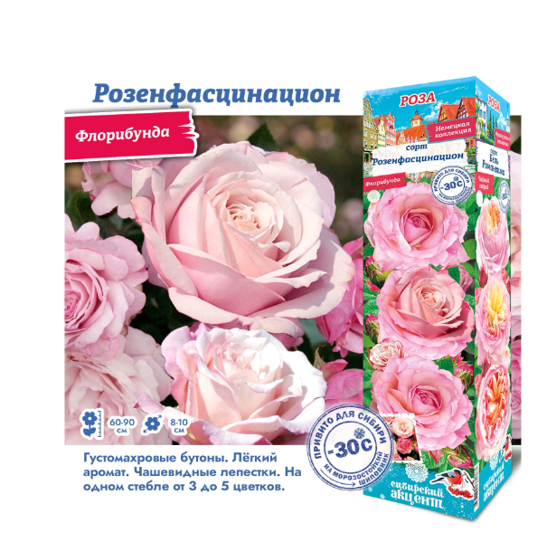 Роза флорибунда Розенфасцинацион