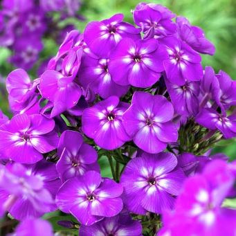  Флокс метельчатый Пепл Айз