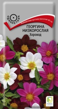  Георгина низкоросл Хоровод 10шт цв Поиск
