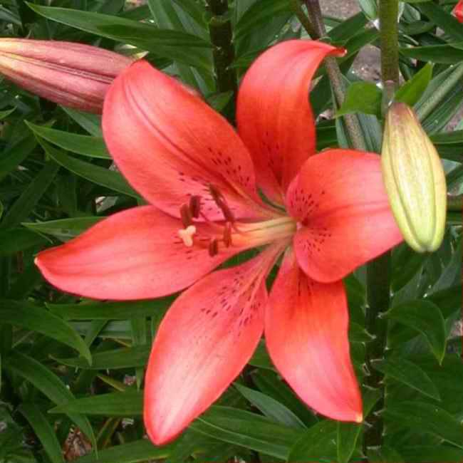  Лилия ЛА-гибрид Коралло Бич 14-16/К 2шт