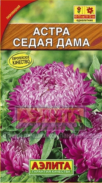  Астра Седая дама цв Аэлита