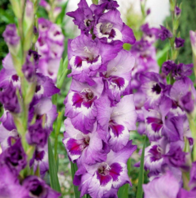  Гладиолус Виста 10-12/К