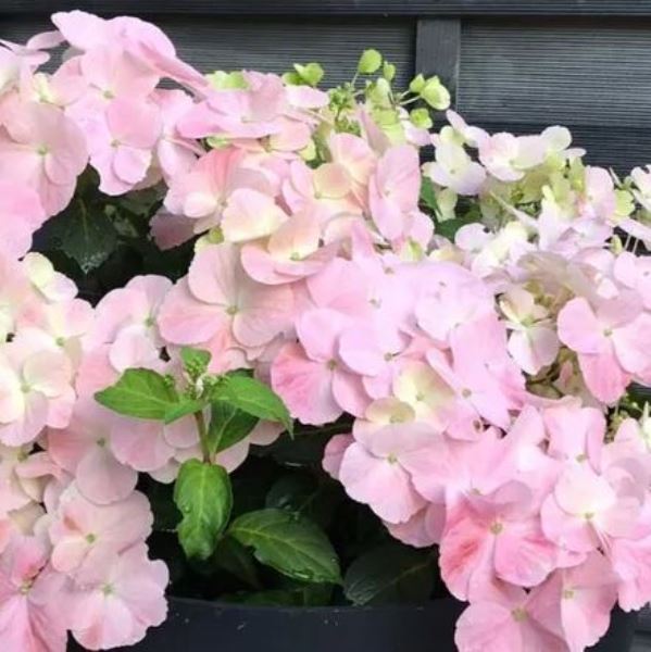  Саженцы Гортензия крупнолистовая Френч Болеро Пинк 