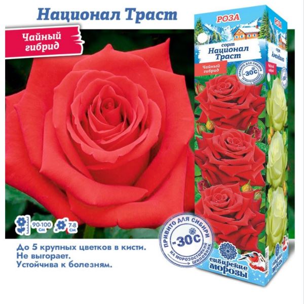  Роза чайно-гибридная Национал Траст