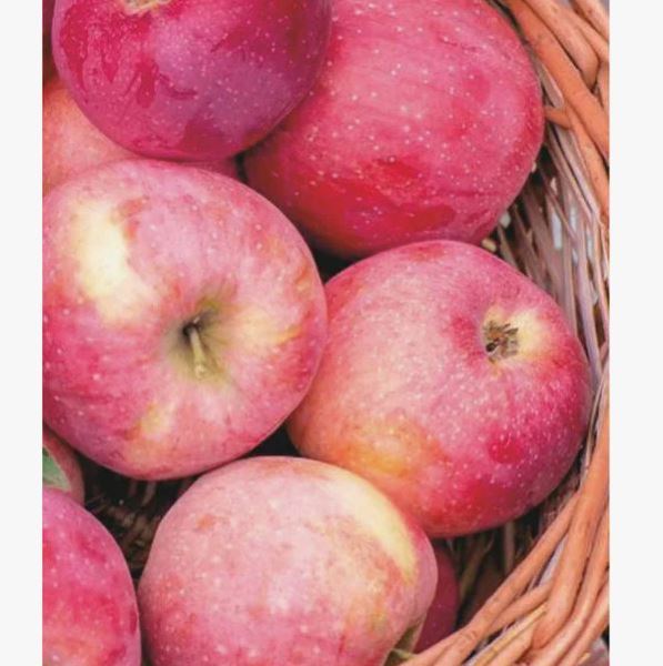  Саженцы Яблоня Слава Победителям 