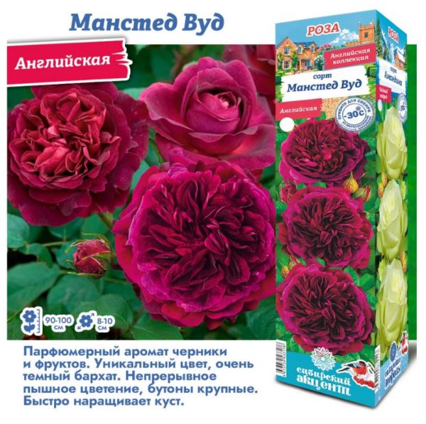  Роза английская Манстед Вуд