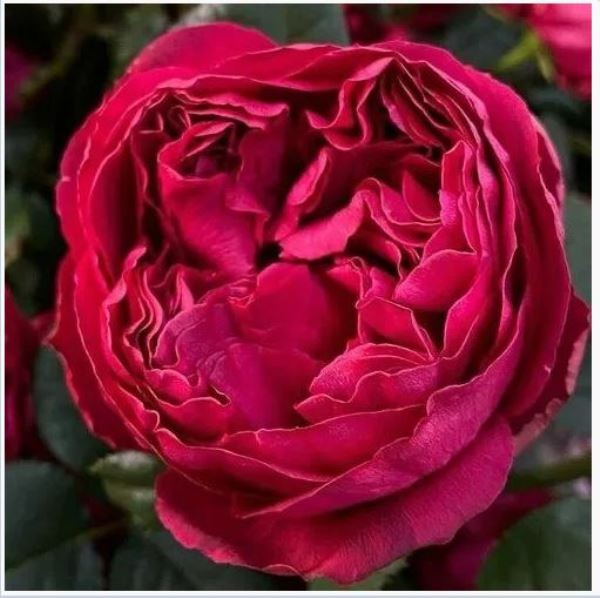  Роза чайно-гибридная Распберри Элеганс