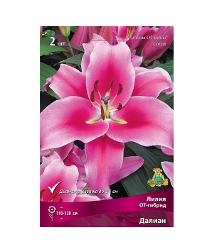  Лилия ОТ-гибрид Далиан 14-16/К 2шт