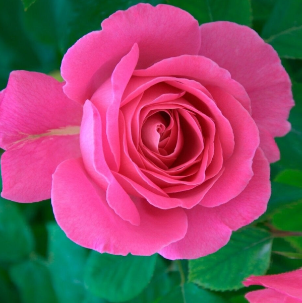  Роза чайно-гибридная Джаккаранда цв. этик.