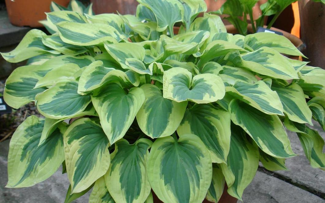  Хоста гибридная Велвет Мун