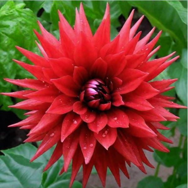  Георгина полукактусовая Ред Пигми I/К