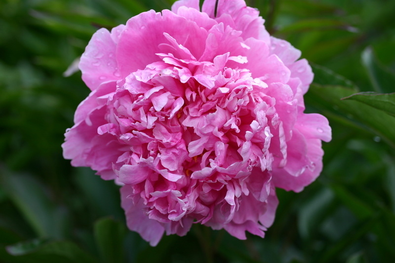  Пион молочноцветковый Александр Флеминг