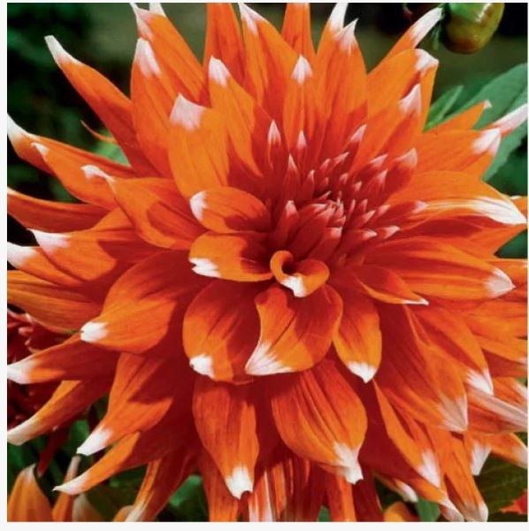  Георгина полукактусовая Колор Спектакл 1/К