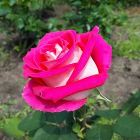  Роза чайно-гибридная Моника Беллучи