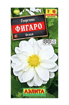  Георгина Фигаро махровая белая цв. Аэлита