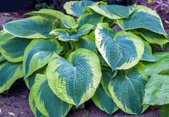  Хоста гибридная Америкэн Хело