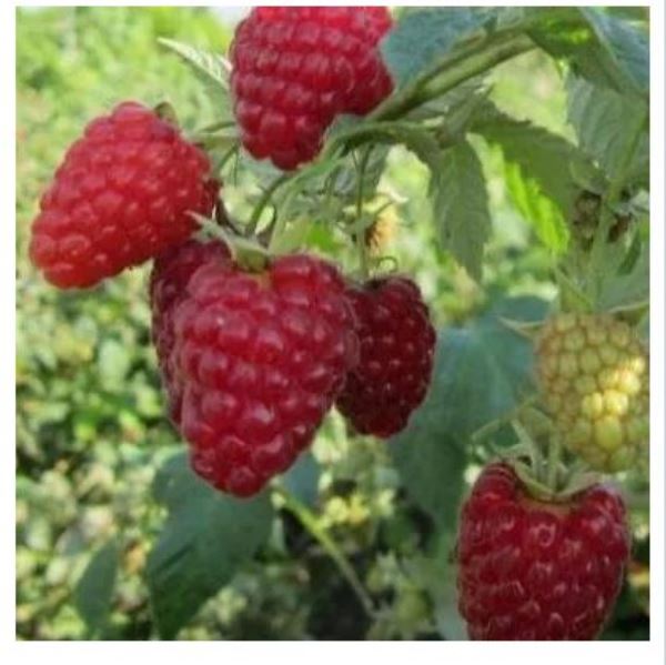  Саженцы Малина ремонтантная Атлет 1шт