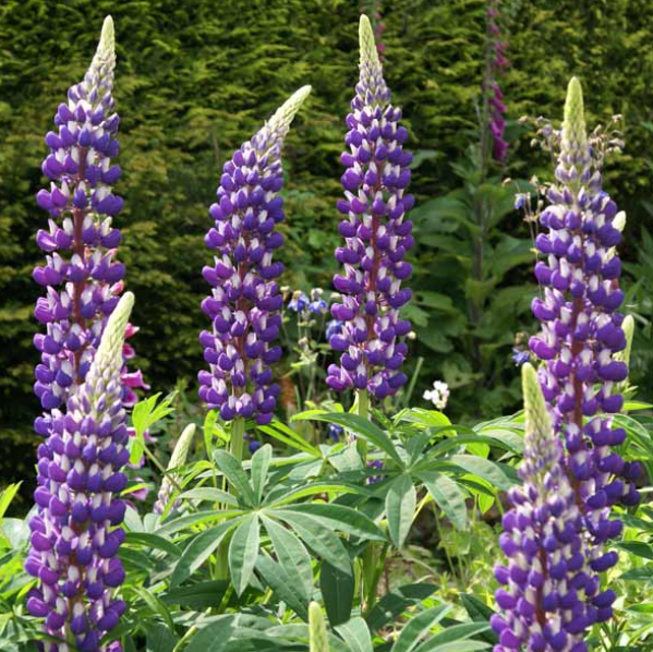  Люпин декоративный Говернер 1гр.