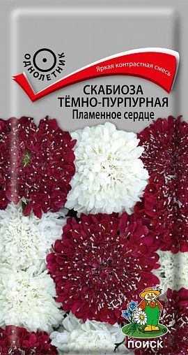 Скабиоза темно-пурпурн Пламенное сердце 10шт цв Поиск