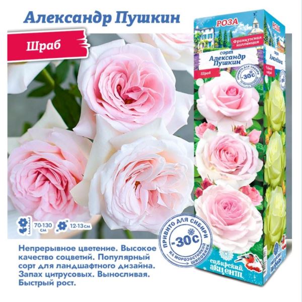  Роза Шраб Александр Пушкин