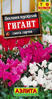  Цикламен персидский Гигант цв Аэлита