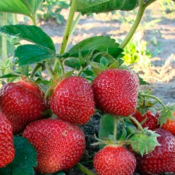  Клубника Сенсация рассада, средний срок созревания