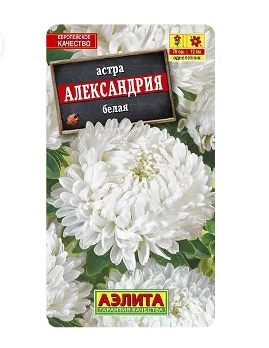  Астра Александрия белая цв Аэлита