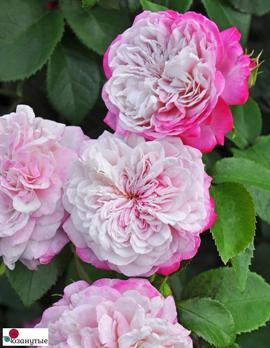  Роза японская Парис