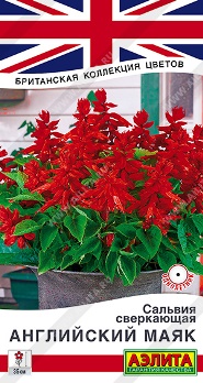  Сальвия сверкающая Английский маяк цв Аэлита