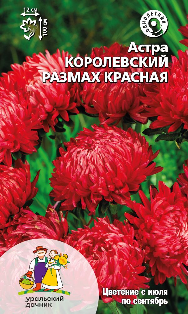  Астра Королевский размах красная цв Урал.Дачник